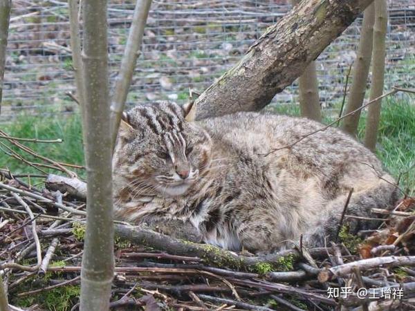 抚顺山林惊现的猫科动物究竟是什么物种？  第2张