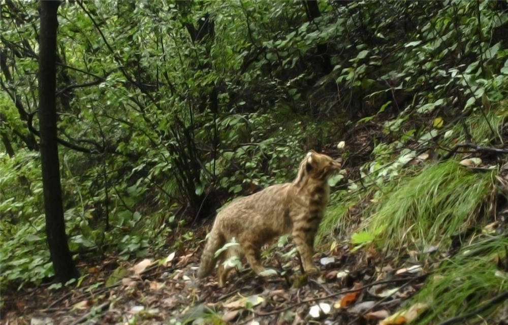 抚顺山林惊现的猫科动物究竟是什么物种？  第3张