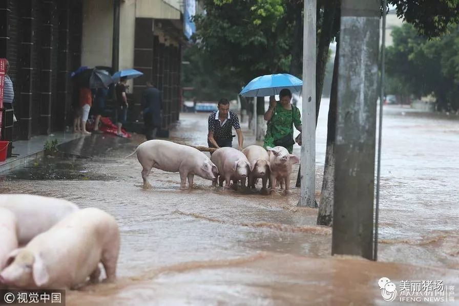 暴雨冲垮养殖场时如何保住万头生猪？  第2张