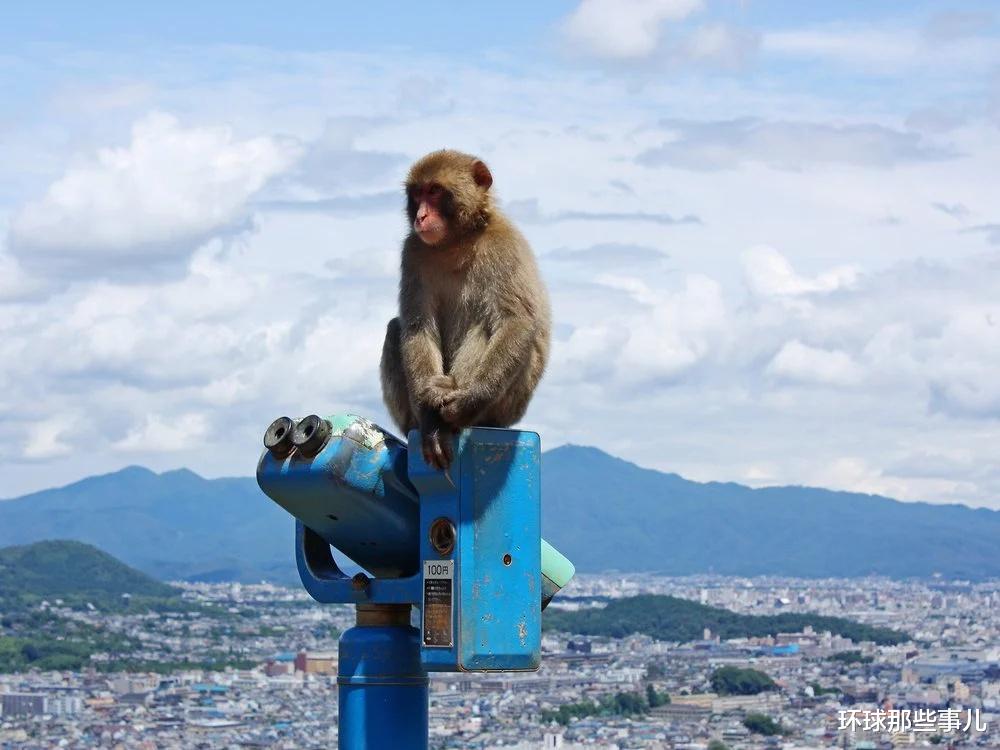 日本为啥会出现 人猴大战 这种魔幻场景？  第3张