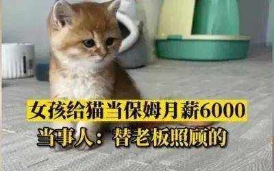 杭州女孩给猫当保姆月薪6000元是炒作还是真需求  第2张