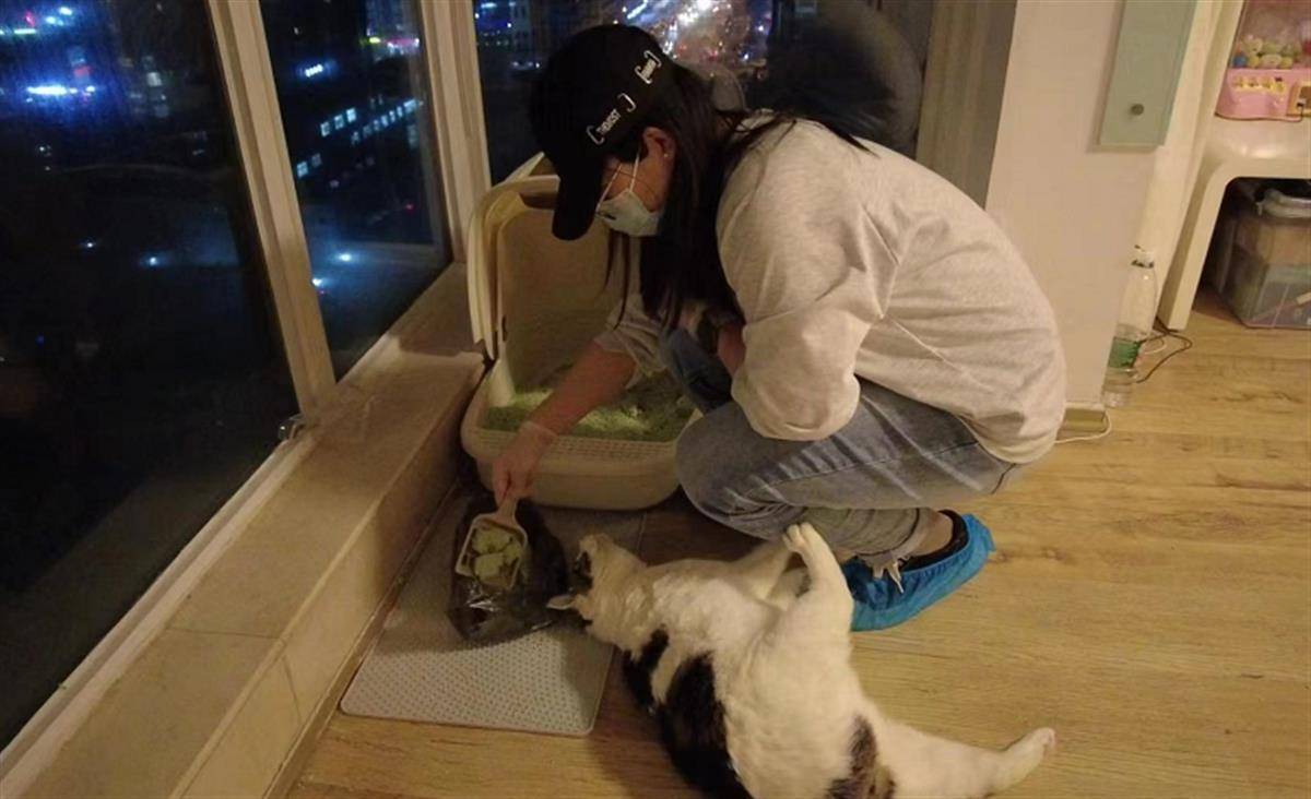 杭州女孩给猫当保姆月薪6000元是炒作还是真需求  第3张