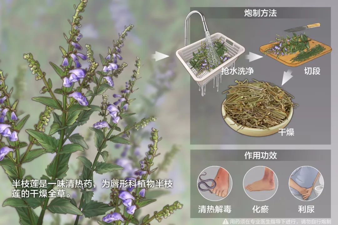 老中医都在用的10大抗肿瘤中药，很实用，建议收藏转发