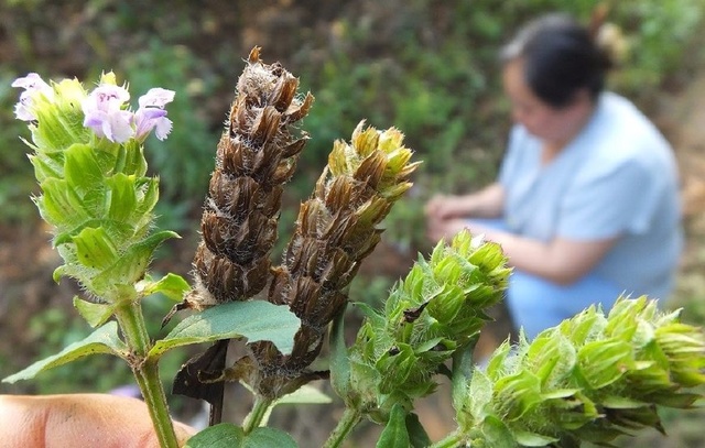 夏天应常备夏枯草，揭秘其惊人功效你还不快来了解？