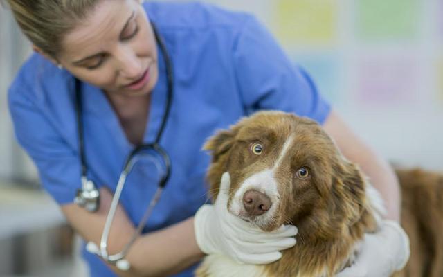 犬患结核病常是：关于犬结核病的深入探究