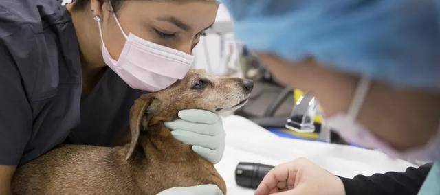 犬患结核病常是：关于犬结核病的深入探究