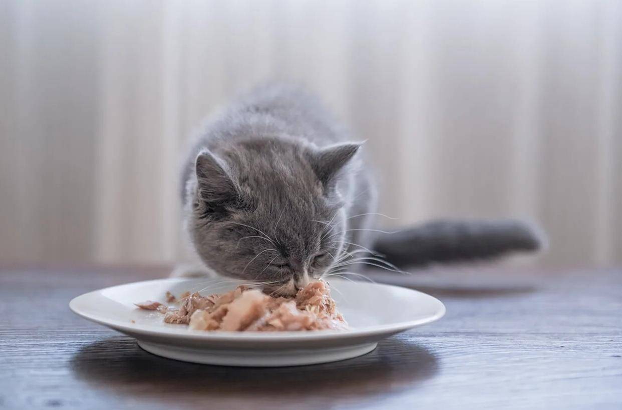 猫咪的快乐食光：如何为你的爱猫挑选最佳食物