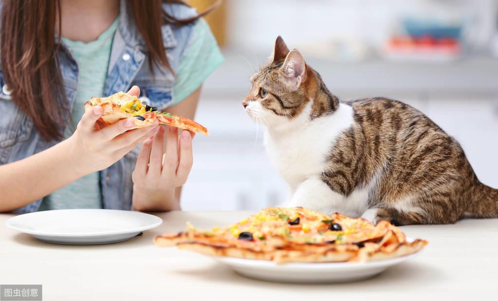 猫咪的快乐食光：如何为你的爱猫挑选最佳食物