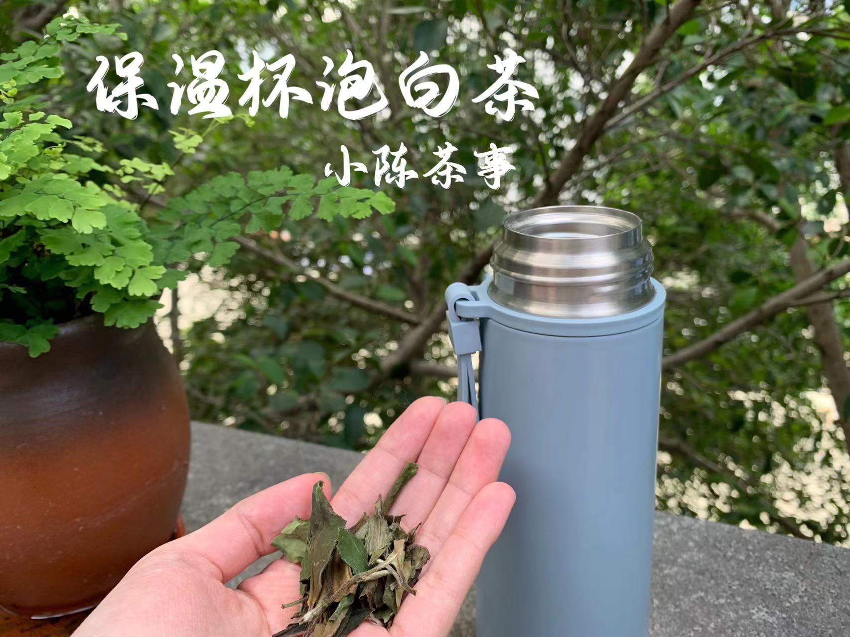 玻璃杯泡茶好吗?_杯泡茶玻璃好还是水好_泡茶用玻璃杯